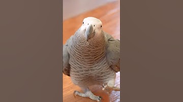 📢 An Important Message from Apollo