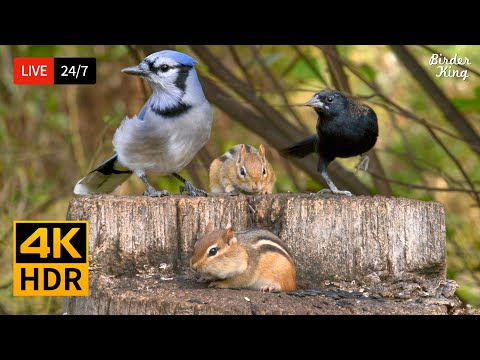 🔴 24/7 LIVE: Cat TV for Cats to Watch 😺 Cute Birds, Chipmunks and Squirrels 4K 🐦 Cat Games HDR