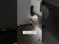 Video does not do his song justice #catshorts #cat #funnyanimals #petshorts #deafcat #meow #meowing