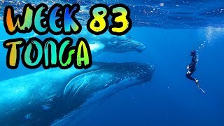 SNORKEL with HUMPBACK WHALES in TONGA!! /// WEEK 83 : Tonga