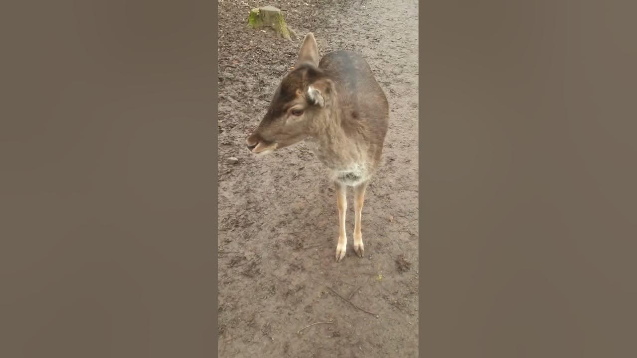 FEEDING DEER IN GERMANY deer animalpark wildanimals wildlife viral feeding-deer-in-germany-deer-animalpark-wildanimals-wildlife-viral