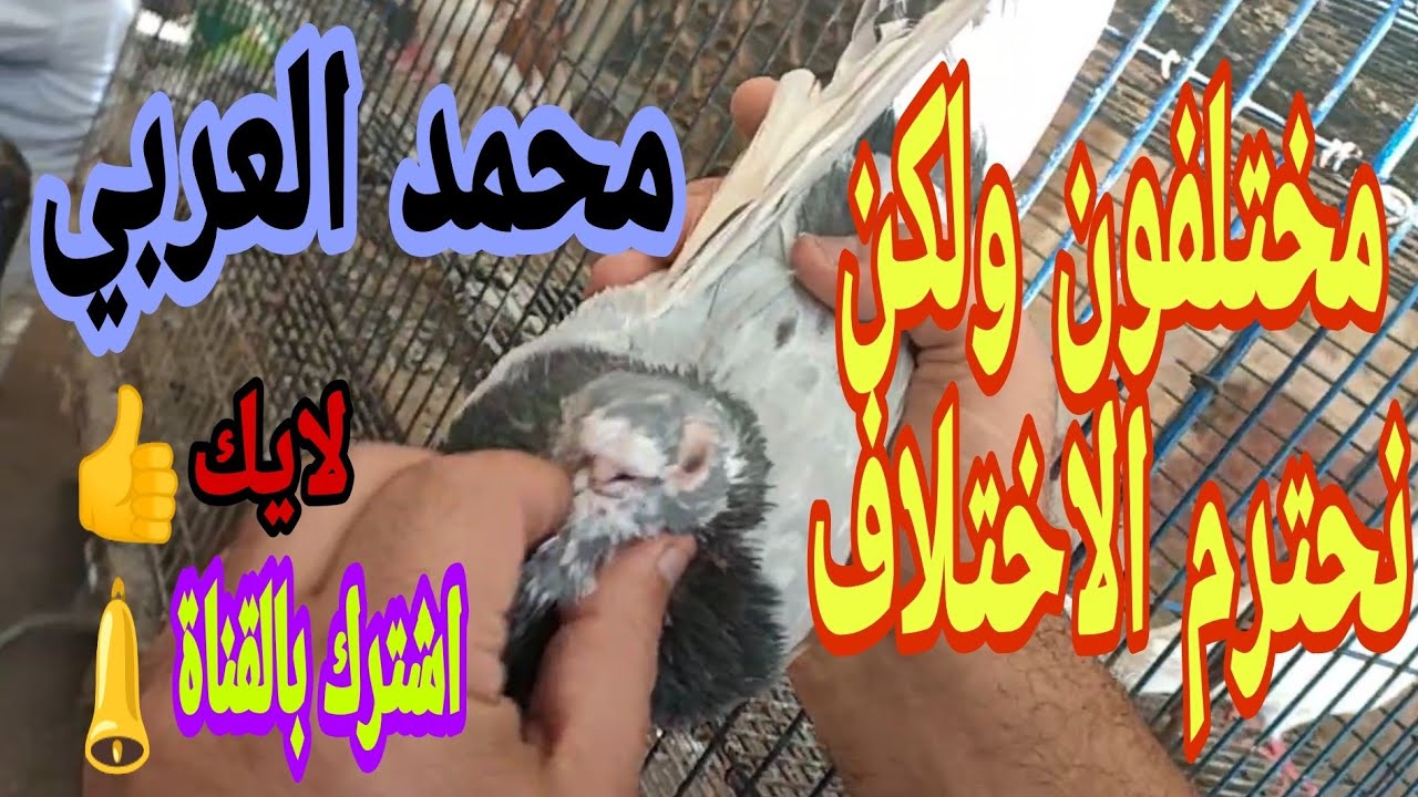 غية الحمام الغزار (مناظرة) والحكم للمشاهد