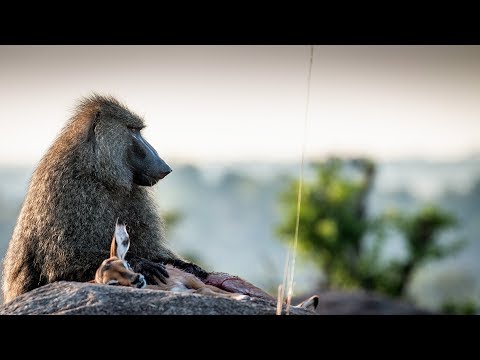 Rare behaviour - baboon snatches a baby impala (Serengeti)