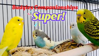 Smart, Silly, Talking Budgies