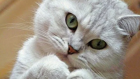 Советы как сделать кошку ласковой и доброй.