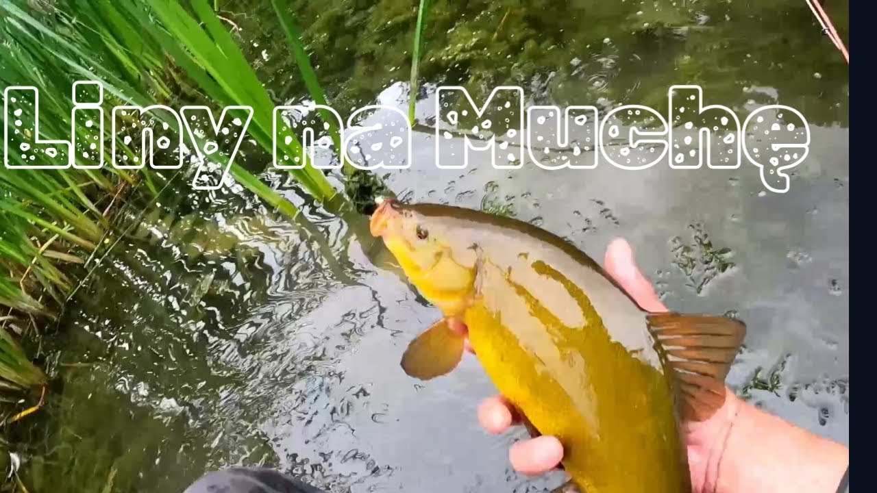 Liny i wzdręgi na muchę w mieście @DCOFishing