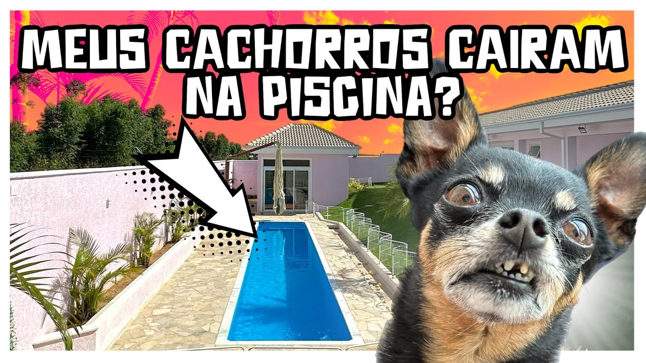 MEUS CACHORROS CAIRAM NA PISCINA?