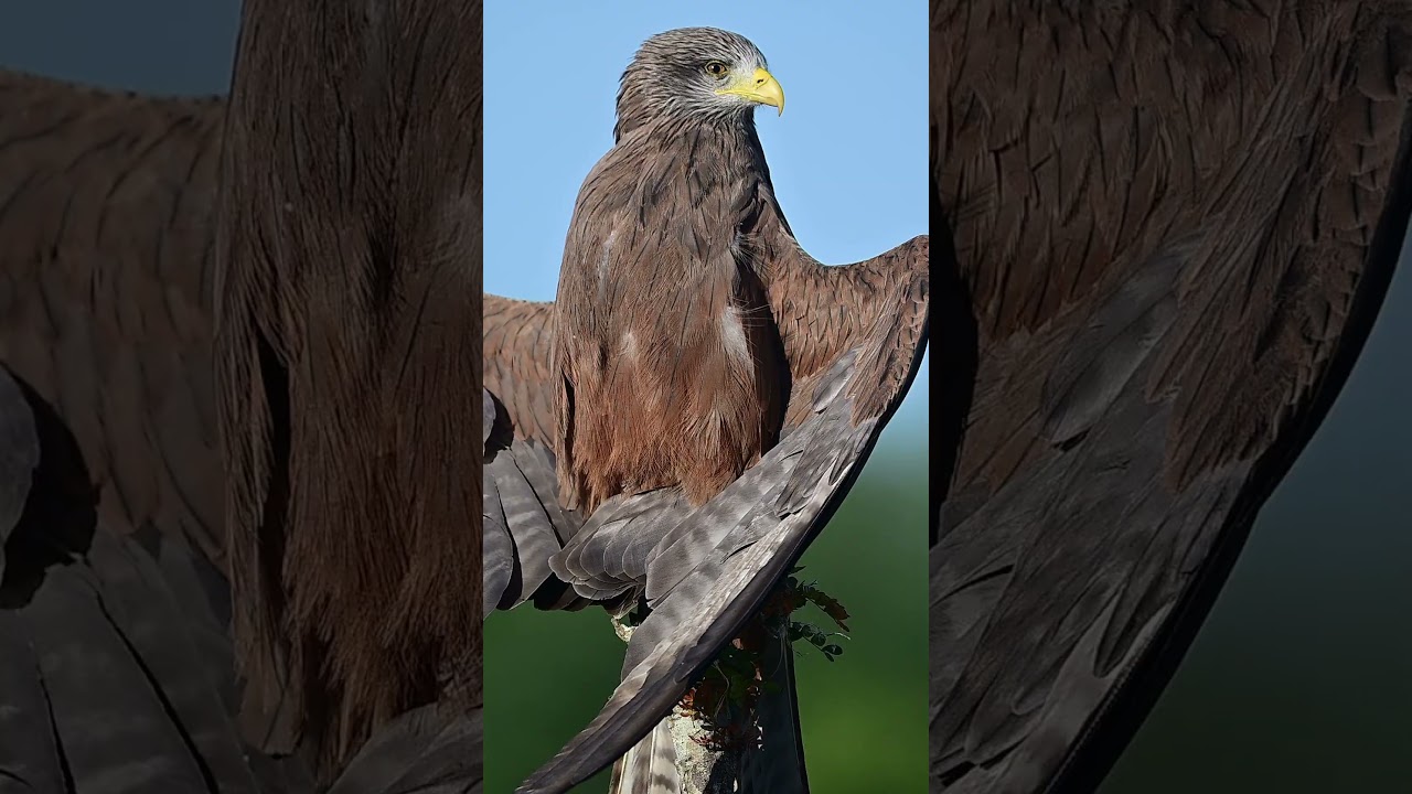Yellow-billed kite Sunning and Preening Behavior @b1photosafaris