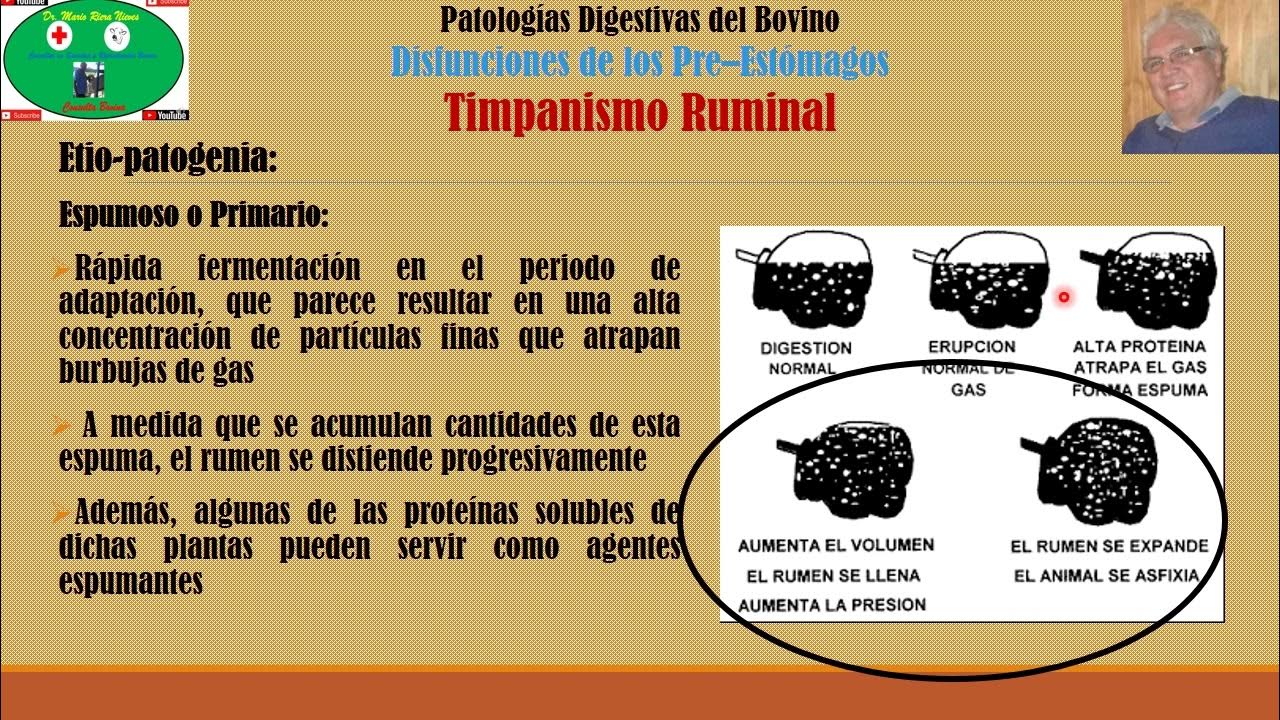 Timpanismo Ruminal YouTube