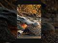 Oh my God😱😱kesalahan fatal buaya memakan landak karena punya duri #wildlife #animals #fypshorts