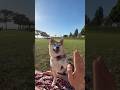 Picnic at sunset beach “enough salmon “ Katie says after hi5 #vancouver #shiba #shibainu