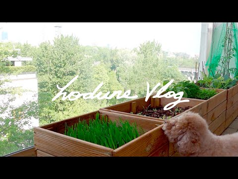 Growing Vegetables in My Balcony Garden from Seed