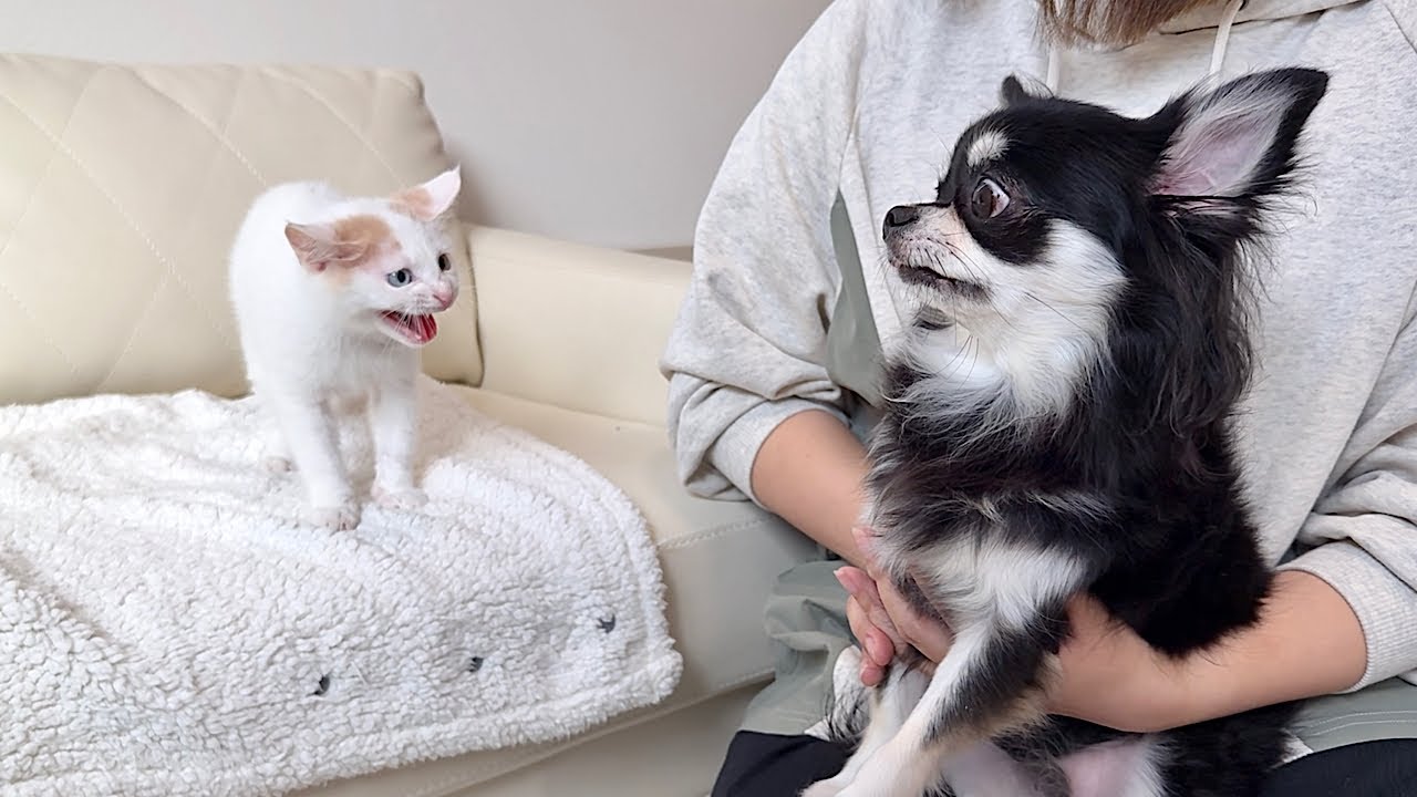 優等生のチワワとヤンチャな子猫が初対面したらまさかのこうなっちゃい