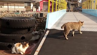 猫だらけの島　愛媛県青島。フェリー乗り場で乗客を出迎える猫達