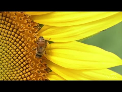 Researchers train bees to detect COVD-19