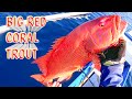 BIG RED CORAL TROUT AND GREAT BARRACUDA