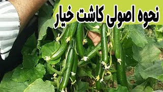 نحوه اصولی کاشت خیار به صورت آبیاری قطره ای در کشاورزی Cucumber planting by drip irrigation