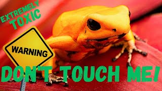 Top 10 Most Poisonous Animals in the World