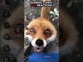These Foxes Are Way Too Dramatic ππ¦ #shorts