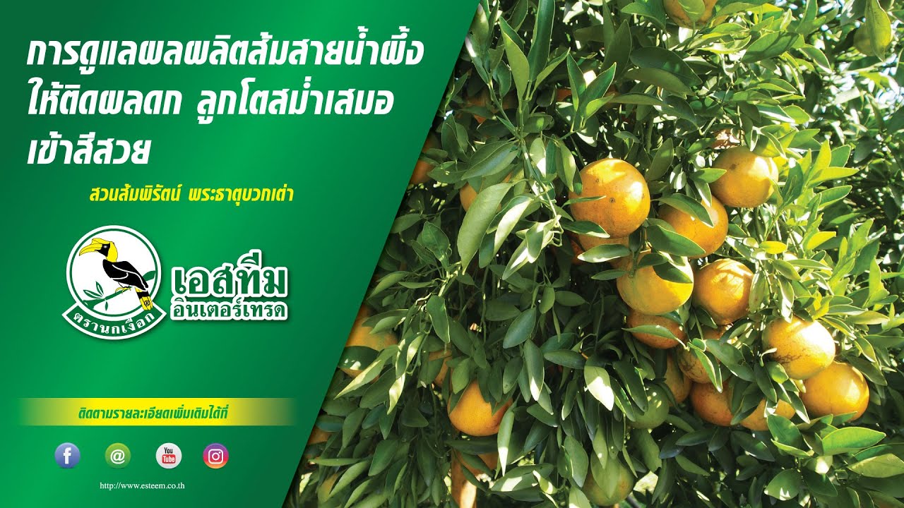 การดูแลผลผลิตส้มสายน้ำผึ้ง ให้ติดลูกดก เข้าสีสวย ให้ขนาดผลที่สม่ำเสมอ