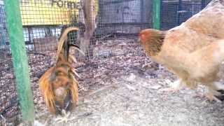 Buff Brahma Vs. Tiny Serama