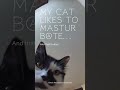Why is my cat doing this? | Masturbation, Sin Biscuits
