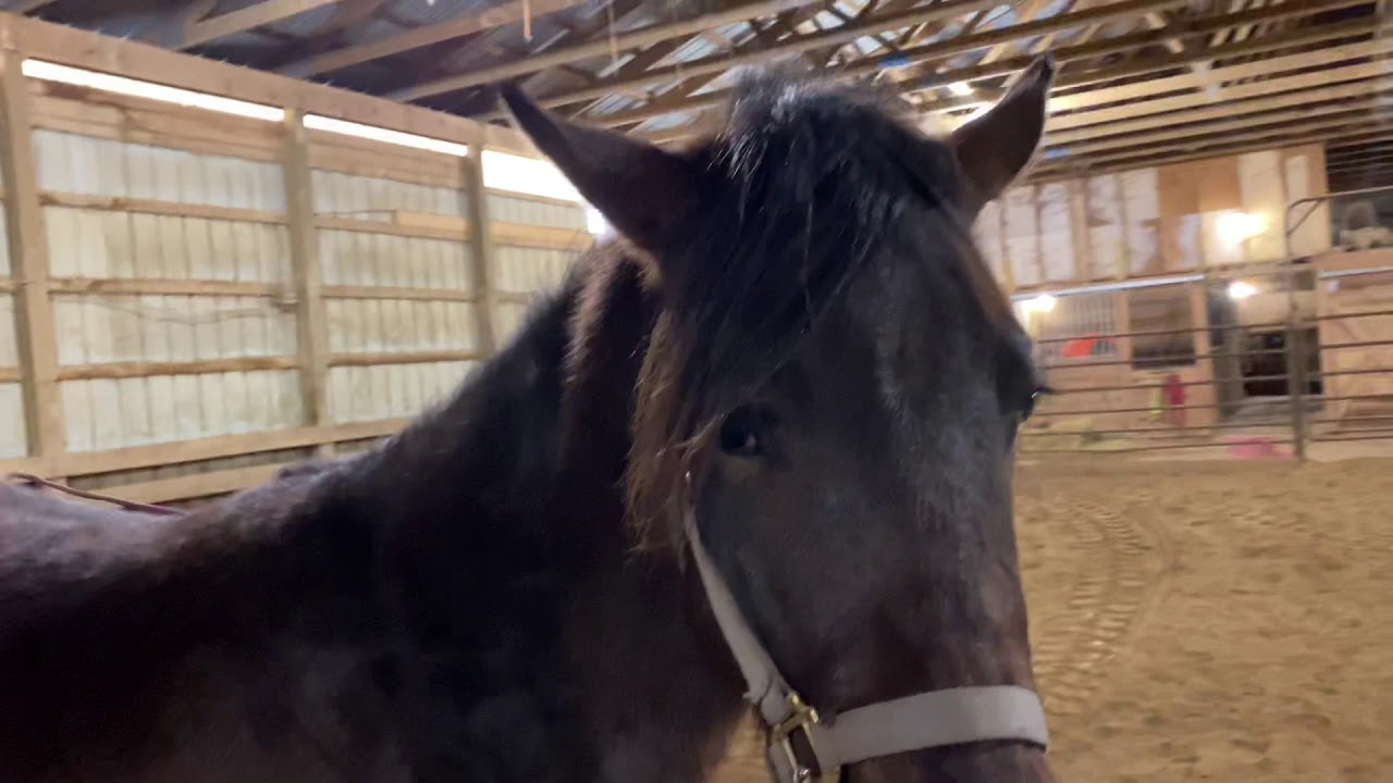 Desensitizing training with a lunge whip