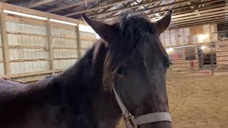 Desensitizing Training With A Lunge Whip