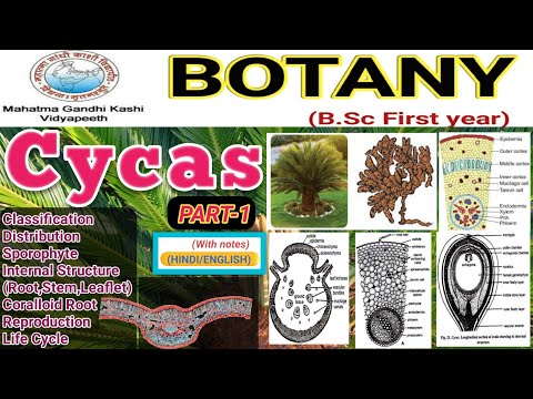 Cycas/Cycas morfologi och anatomi/Cycas yttre och inre morfologi och anatomi