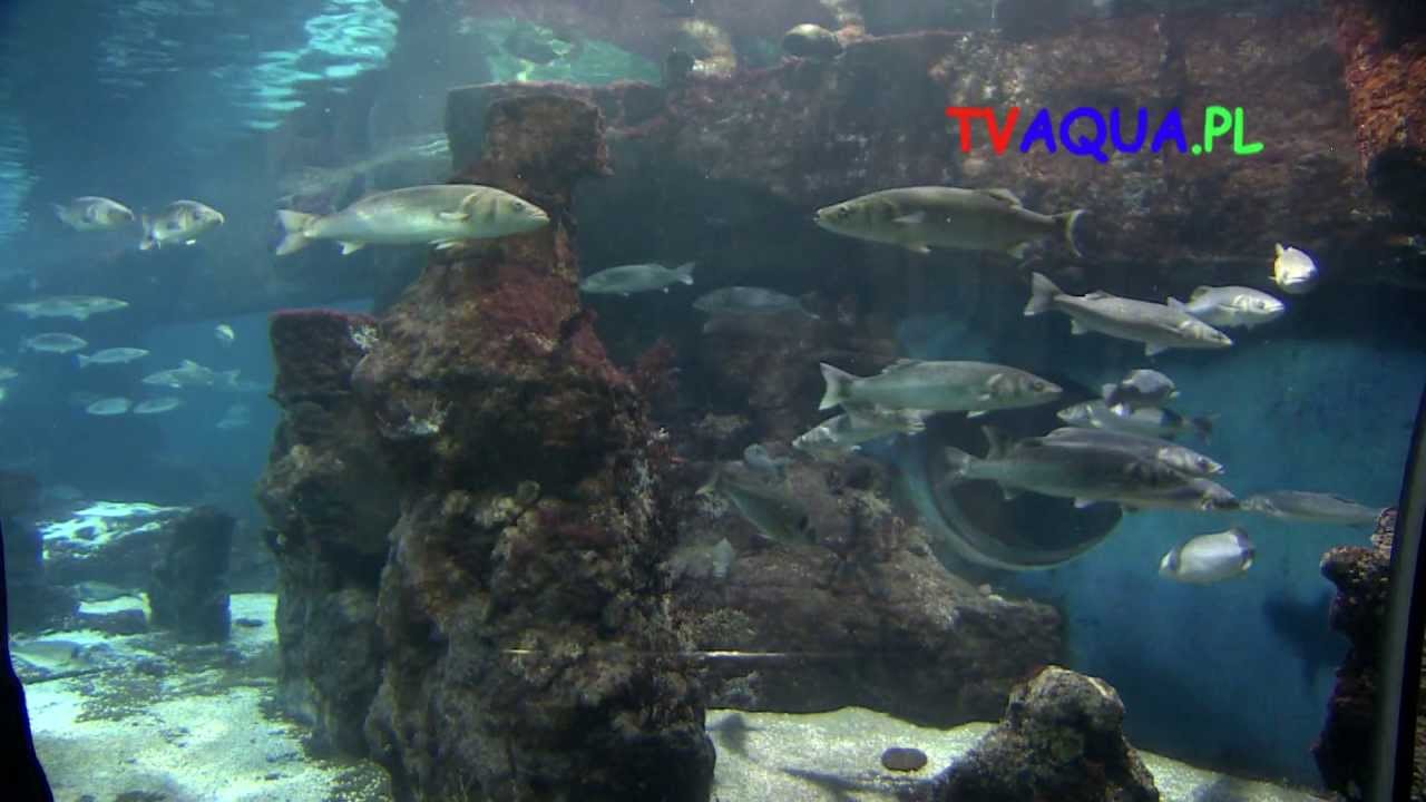 L'Aquarium Barcelona- prod.TVaqua.pl