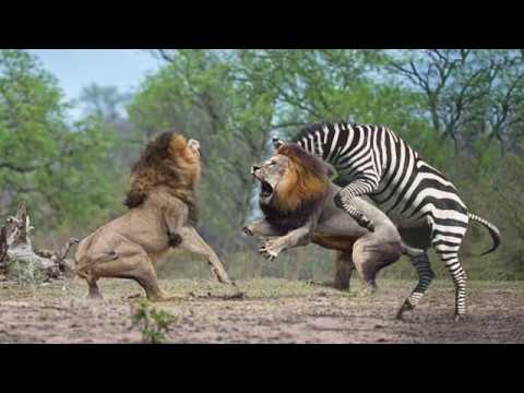 HUNTER BECOMES THE HUNTED | Mother Zebra Save Her Newborn From Lion , Giraffe vs Lion