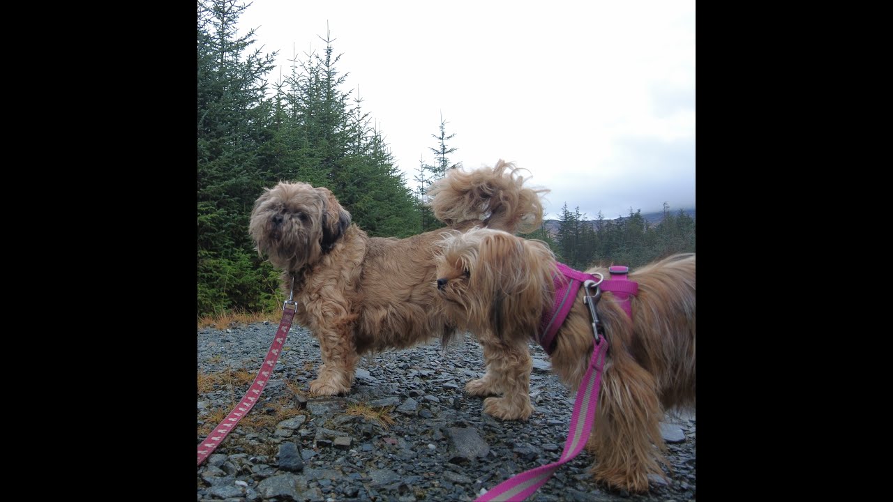 Forest Frolics & Happy Paws: Exploring Galloway 
