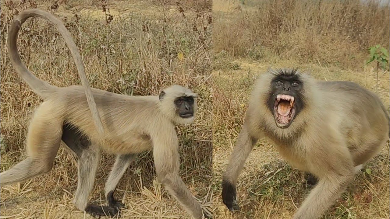 Gray Langur Natural Behavior | Wildlife Observation from a Safe Distance. 