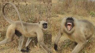 Gray Langur Natural Behavior Wildlife Observation From A Safe Distance.