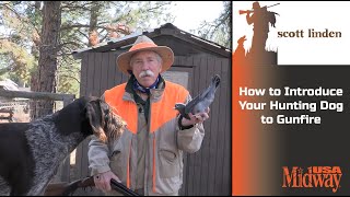 How To Introduce Your Hunting Dog To Gunfire Scott Linden
