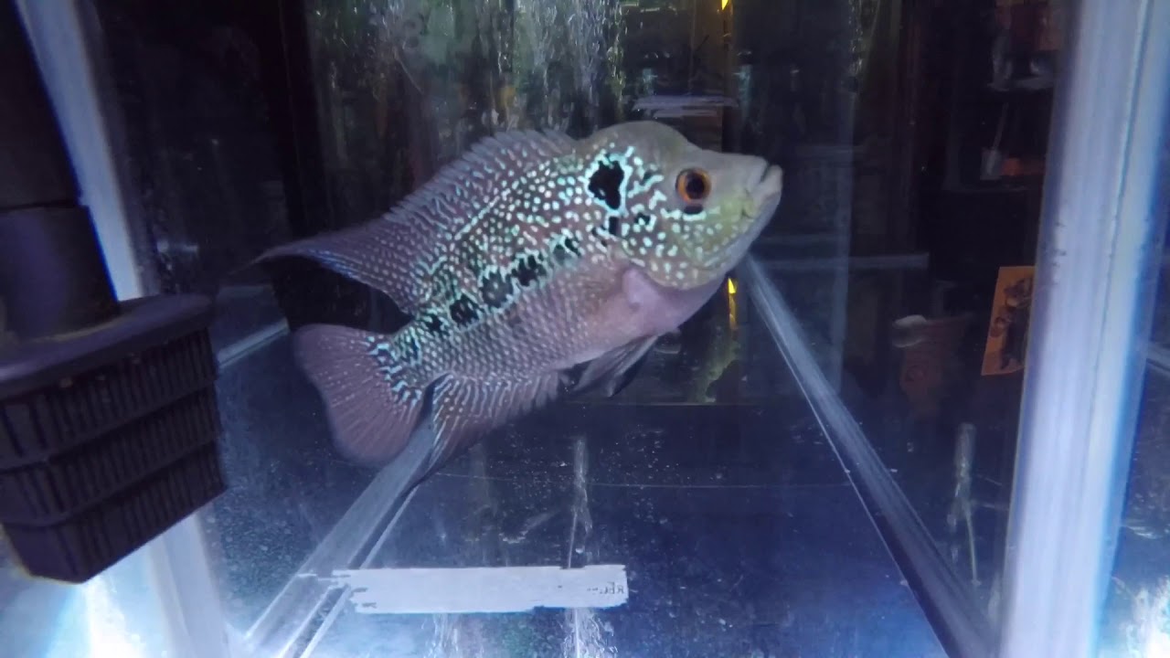 New flowerhorn from Tampa Bay cichlids YouTube