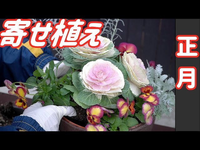 正月から春まで楽しめる踊り葉牡丹を中心にした寄せ植え作り - YouTube
