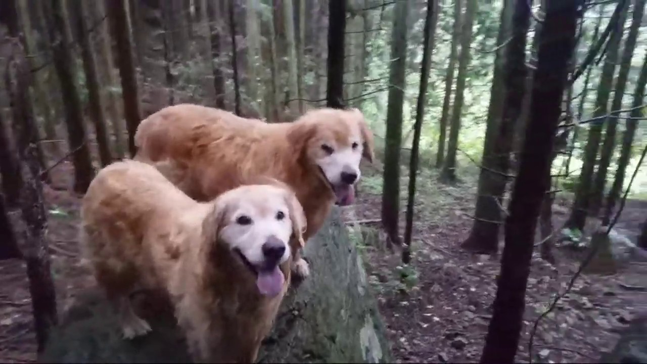 癒し動画 うさぎ Hello from the top of the rock. Golden Retriever from the Mountain [Live Delivery]