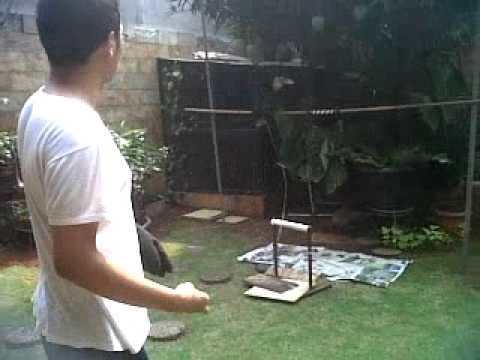 Horbill Rangkong Fly To The Fist Youtube