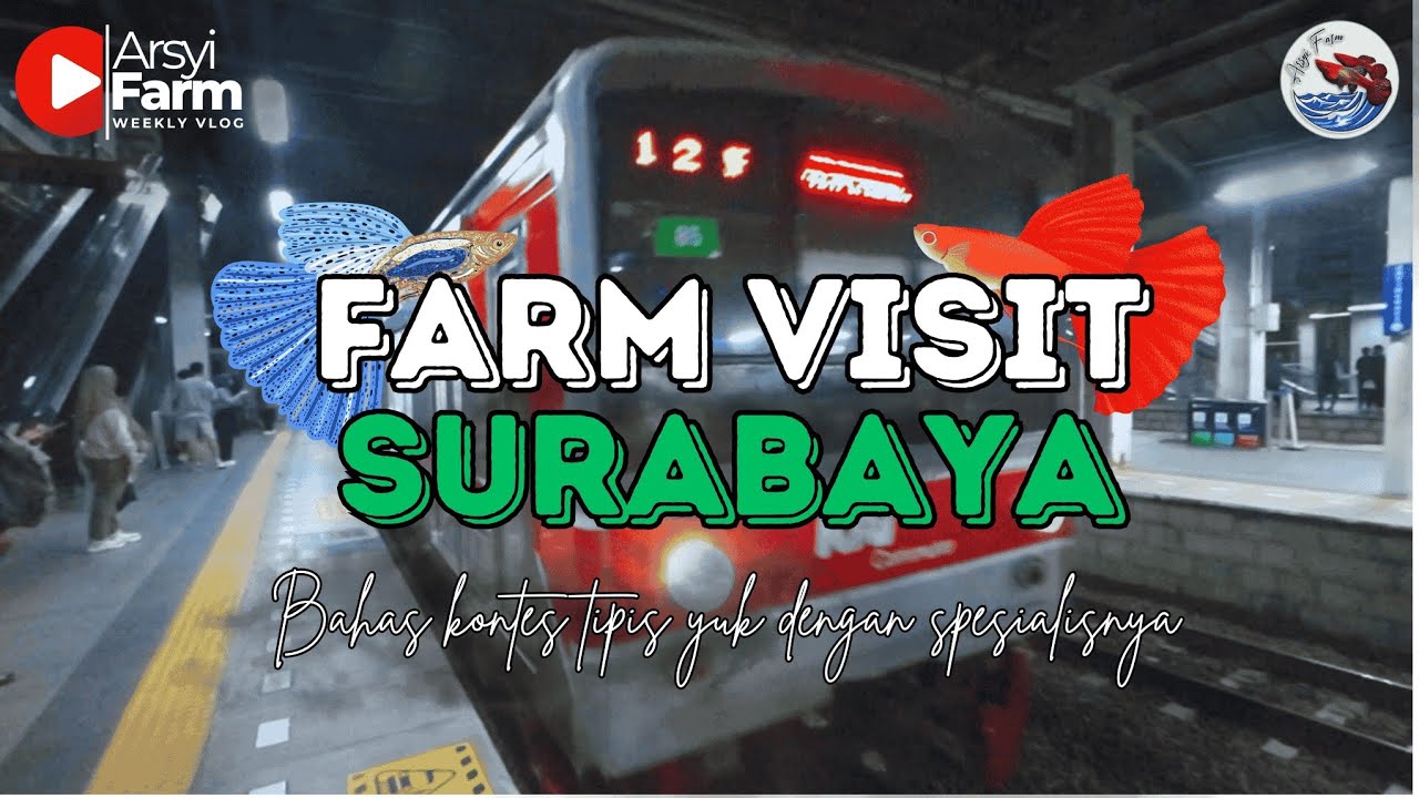 FARM VISIT KE BREEDER GUPPY SURABAYA (Tipis-tipis bahas perkontesan)