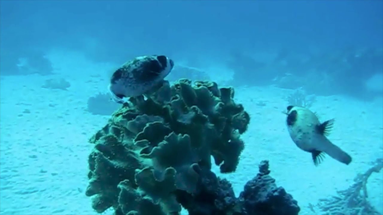 Maskenkugelfische Rotes Meer