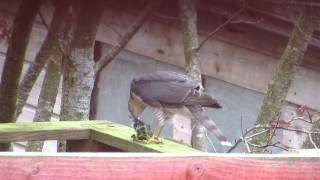 Male Sparrowhawk Plucking Siskin 9513