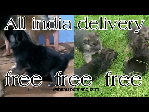 free-free-free-german-shepherd-puppies-||-free-adoption-||-all-india-delivery-||-spf