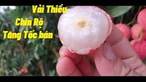 Tăng Tốc Bán Vải Thiều Lục Ngạn Đi Các Bác I Núi Đồi Lục Ngạn