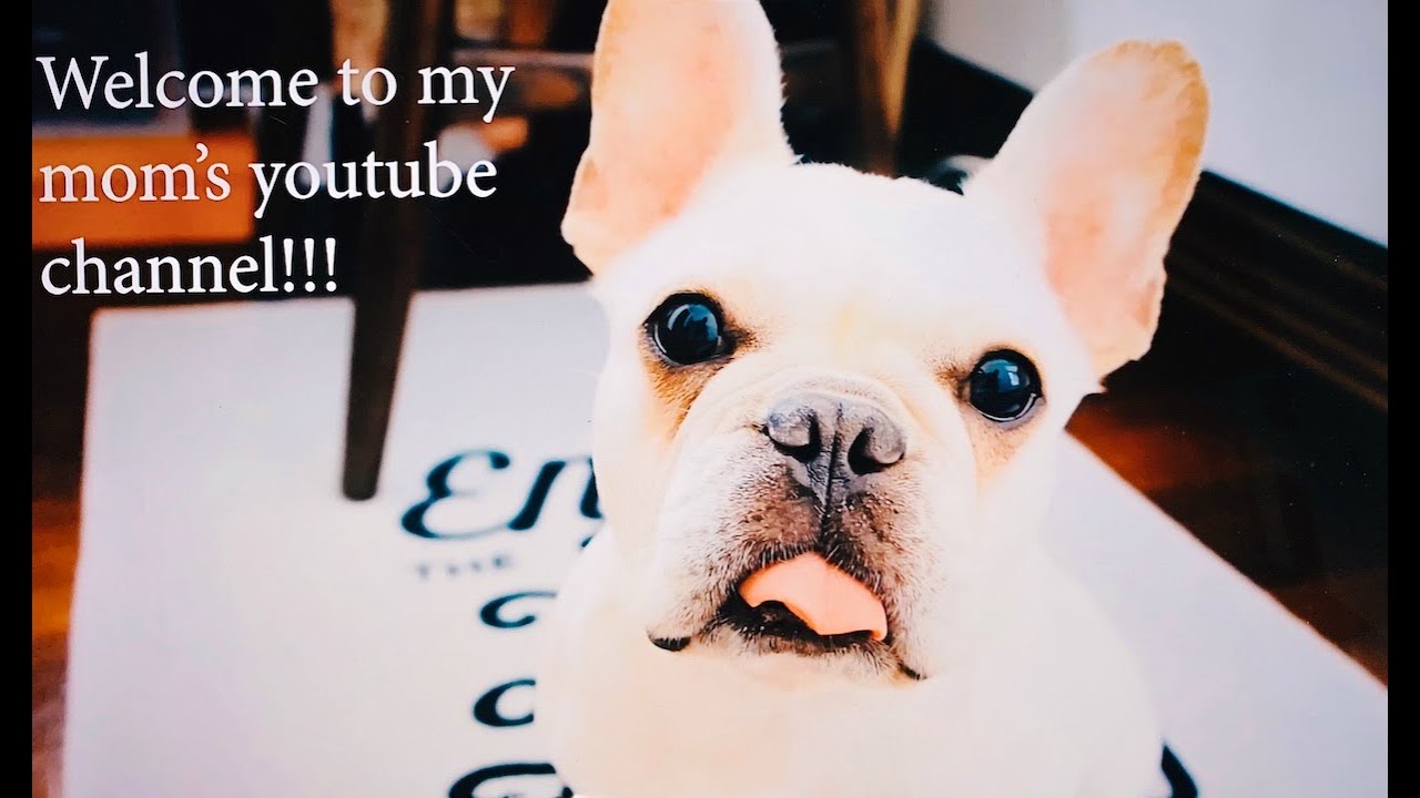 LIFE with COCO the frenchie - YouTube