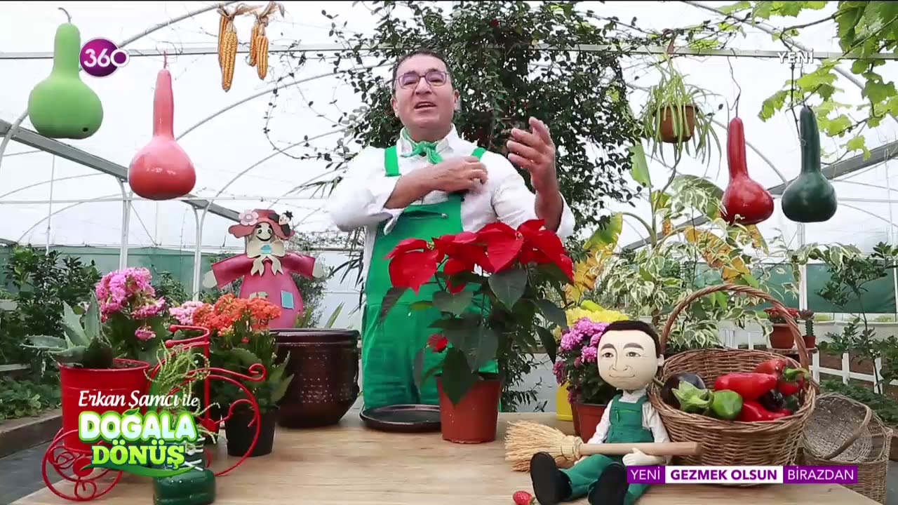 Doğala Dönüş - Ponsetya Çiçeğinin Dikimi ve Bakımı - 22 11 2018