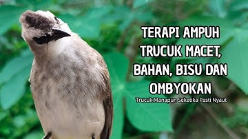 Trucukan GACOR ngalas ROPEL PANJANG suara alam AMPUH buat pancingan jadikan trucuk Gacor GARUDA