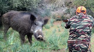 Chasse Sanglier au Maroc - Meknes  2023 - صيد الخنزير البري بالمغرب