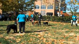 Paws4Ever Drill Team performing at the 2011 Walk for Animal