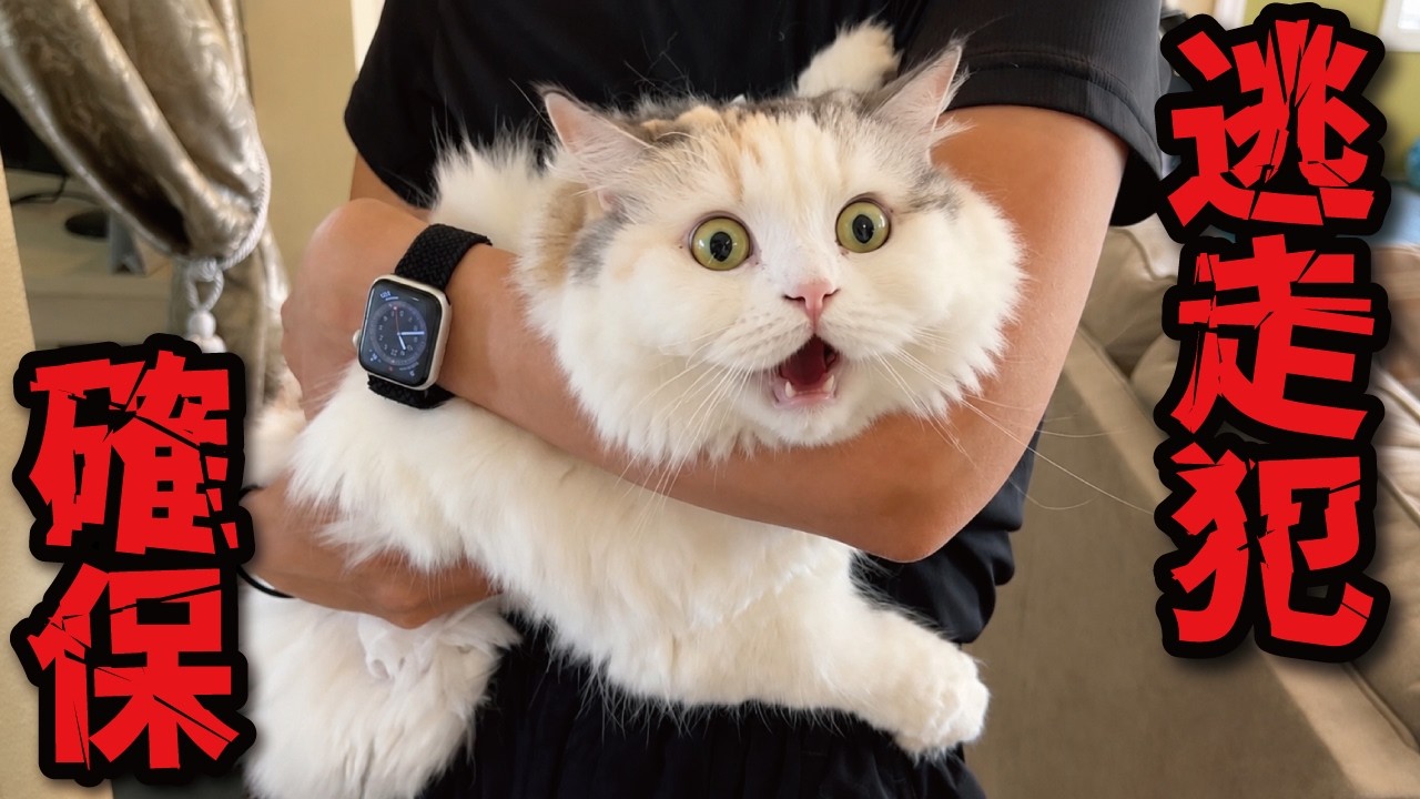 I caught a cat that was fleeing with all its might because it